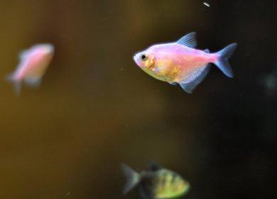 彩裙鱼能活多少年