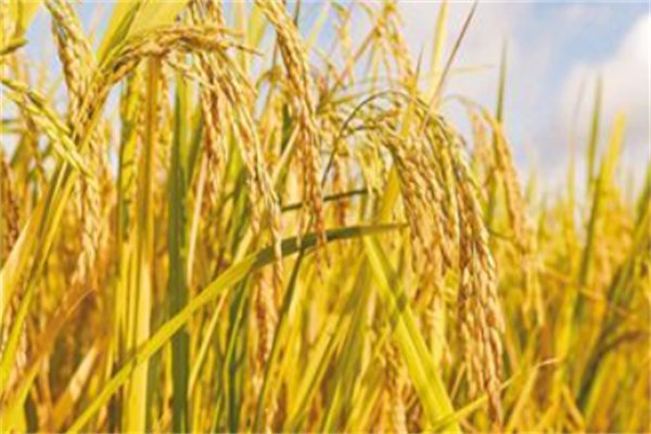 海水稻新米即将上市，这种水稻的产量会更高吗？