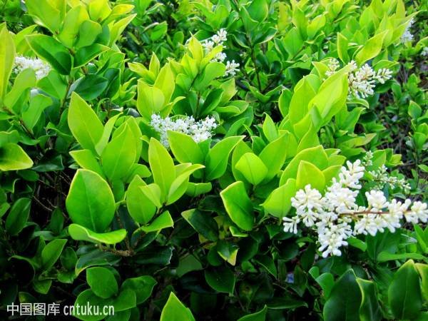 这是什么名字花