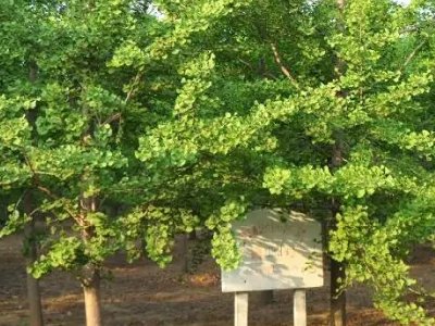 动植物有哪些？