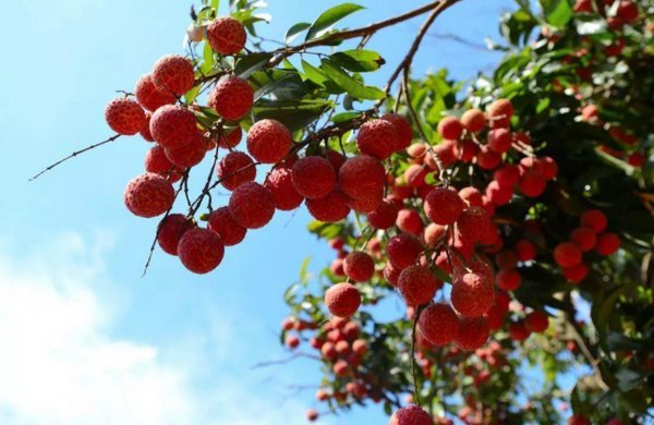 一日啖荔枝三百颗，不辞长作岭南人出自哪里
