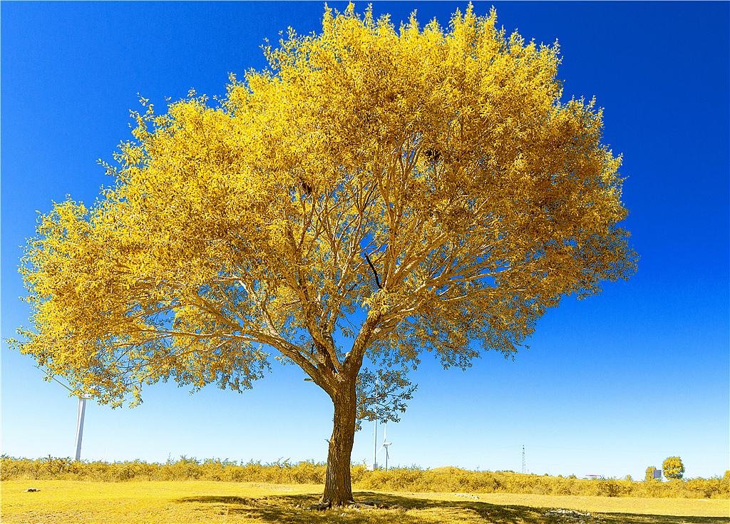 谜底:又到村里(打一字)