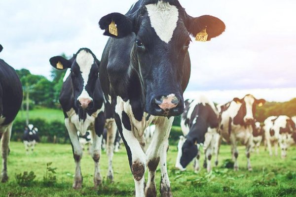 九牛一毛的典故