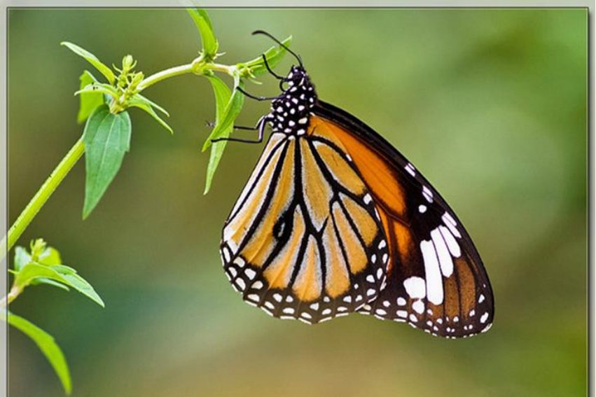 蝶的拼音怎么读