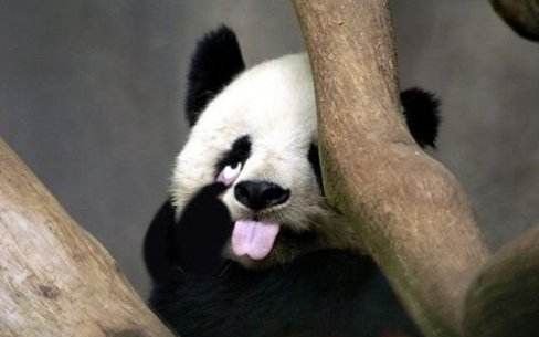 国宝大熊猫真的是素食主义者吗？“干饭人”大熊猫“干饭”到底有多讲究？
