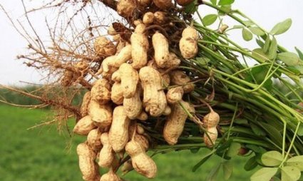 花生的常识资料。（简单点）