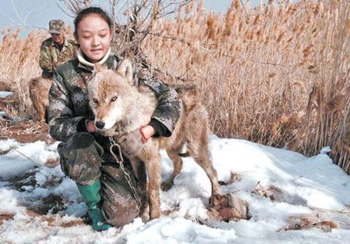 崇尚鹰式教育的他，让8岁女儿跟狼在一个笼子里，最后结局怎样？