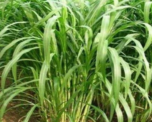 牧草种子怎么收获，牧草收获技术