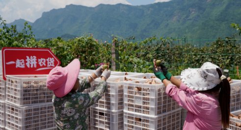 多多买菜客服电话是多少？