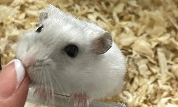 仓鼠眼睛爆了怎么办图片