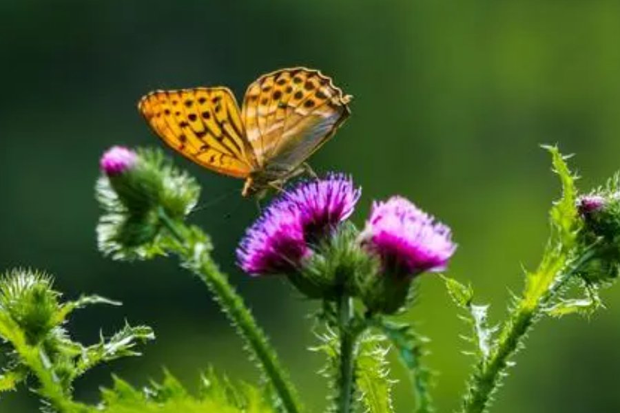 花飞蝶舞的解释花飞蝶舞的出处及用法-成语词典-词典网