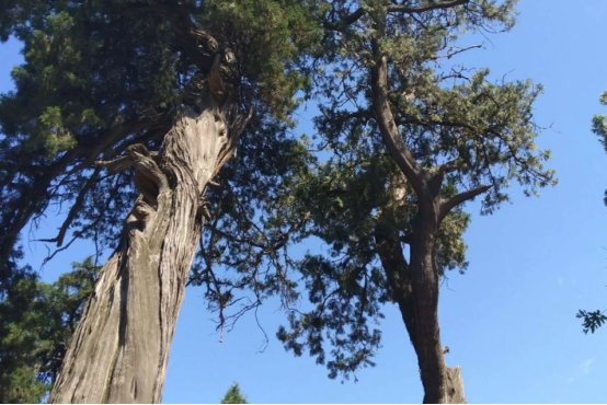 松柏象征的意义是什么？