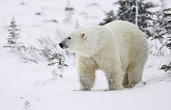 北极熊身上被人恶意涂鸦可能致死，为啥还有游客这么去做？