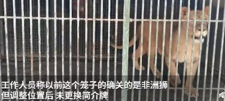 动物园回应金毛入住非洲狮狮笼，为何会发生这样的事情？