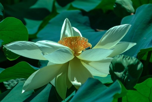 岁岁青莲讲的什么