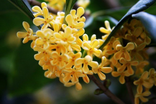 应是绿肥红瘦的红瘦指的是什么花