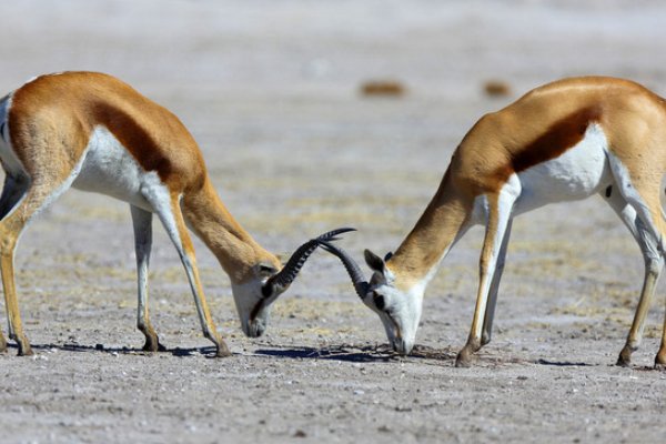 face off什么意思