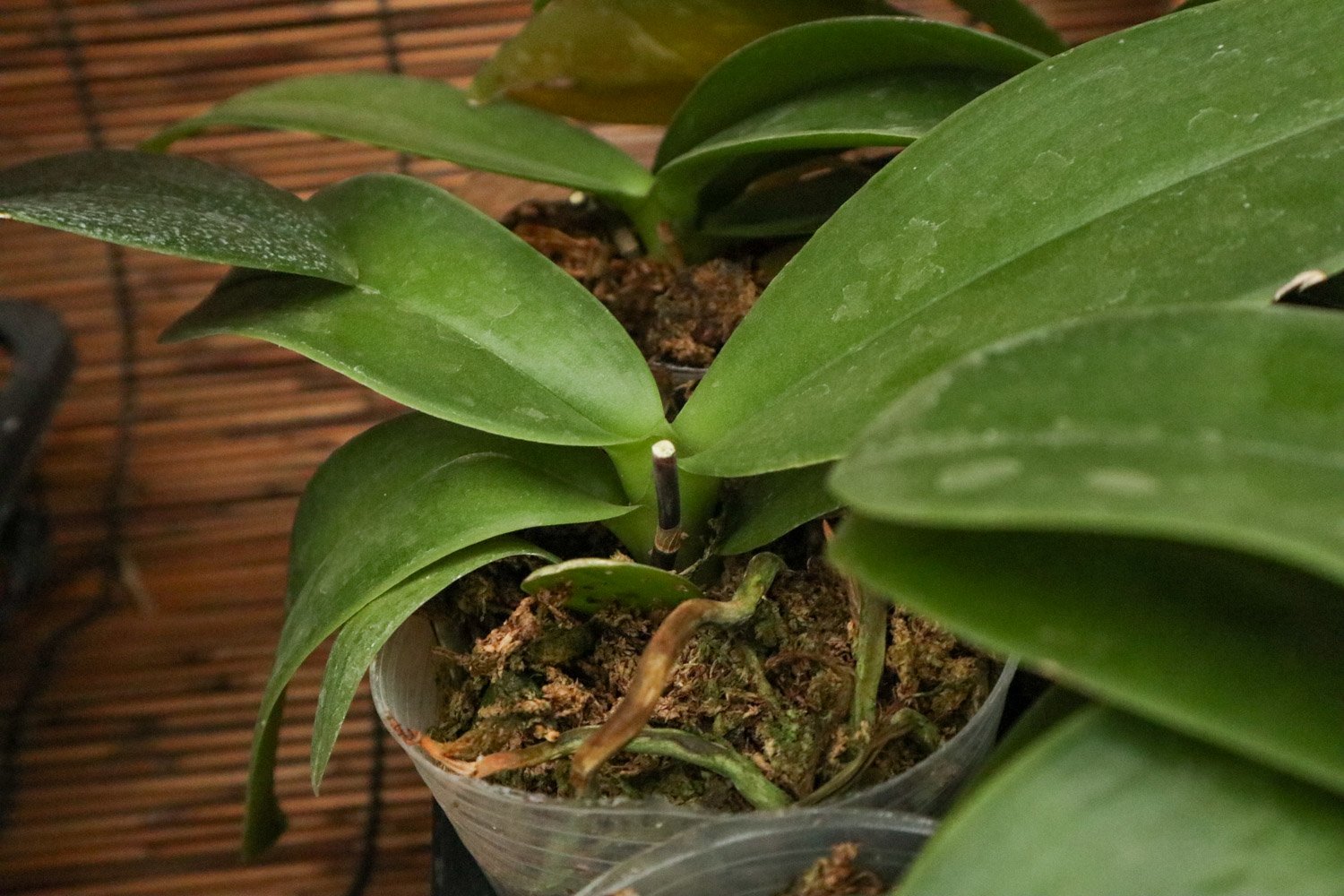 蝴蝶兰几点钟开花