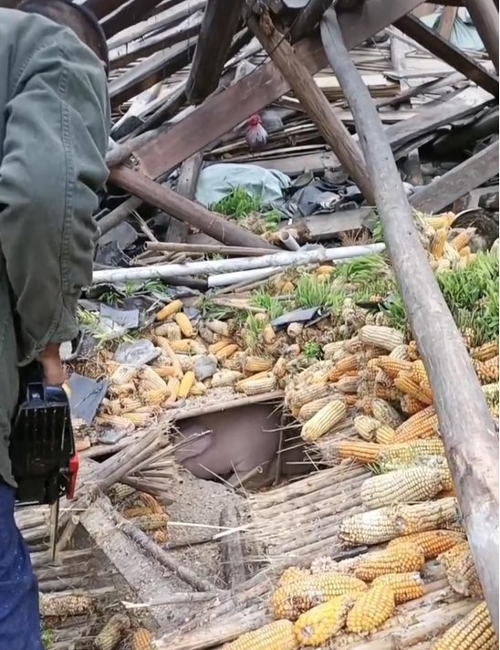 泸定地震家猪被掩埋，存活40多天后获救，它是怎么生存下来的？
