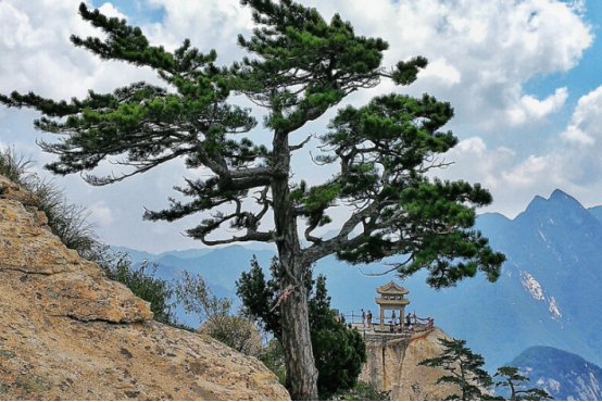 松柏象征的意义是什么？