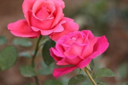 月季花24小时什么时候开花?