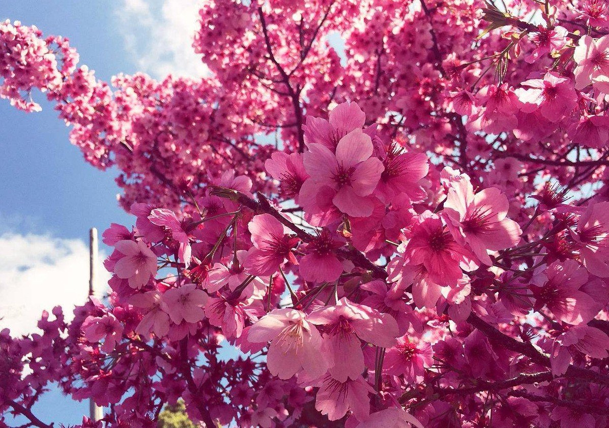 如何让我遇见你，在我最美的时候。这句话出自哪首诗？