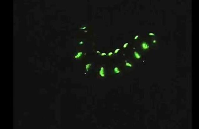 5厘米巨型萤火虫现身四川，这是什么品种的萤火虫？