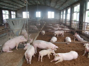 张家界一养猪场起火，150头猪被烤焦，导致起火的原因是什么？