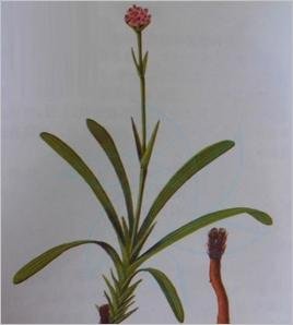 青兔耳风的药理功效