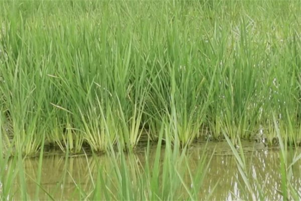 海水稻新米即将上市，这种水稻的产量会更高吗？
