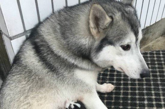 狼会把哈士奇当同类吗，会而且能与二哈相处融洽