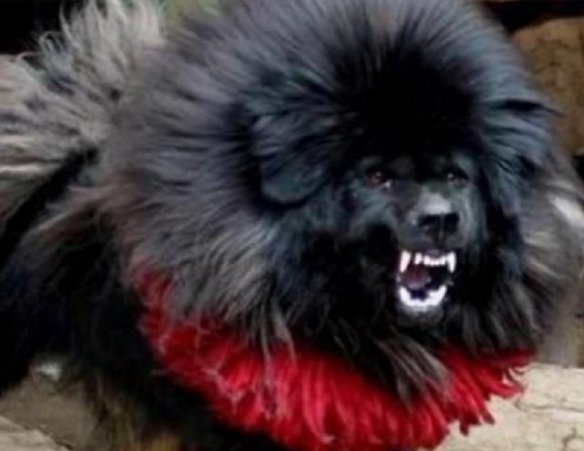 还记得“中国第一藏獒”吗？拍卖价3000万，主人是怎么做决定的？