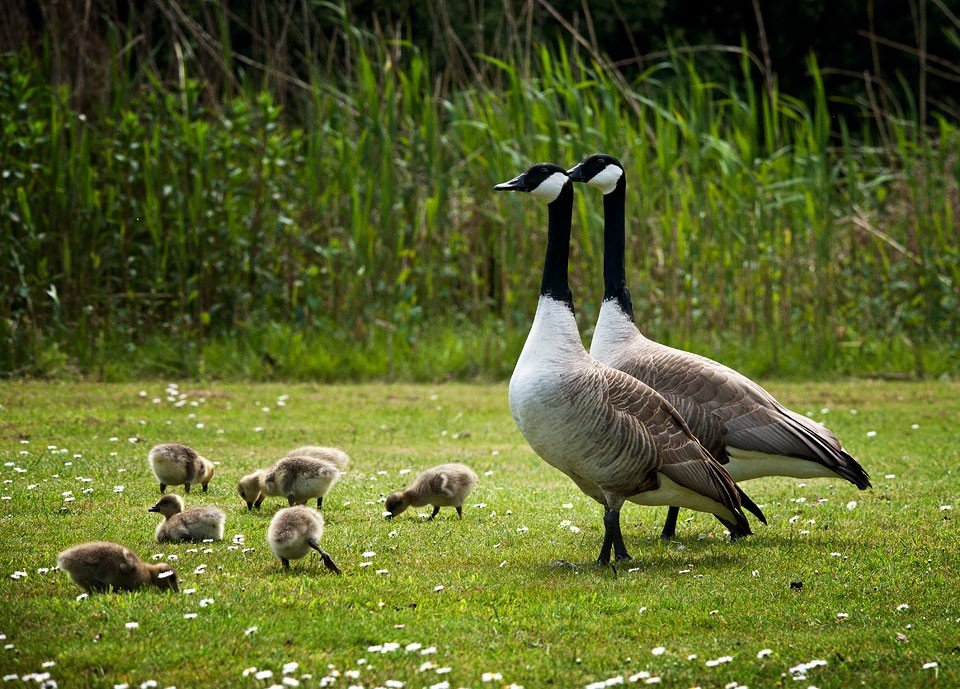 什么是加拿大鹅（动物）照片
