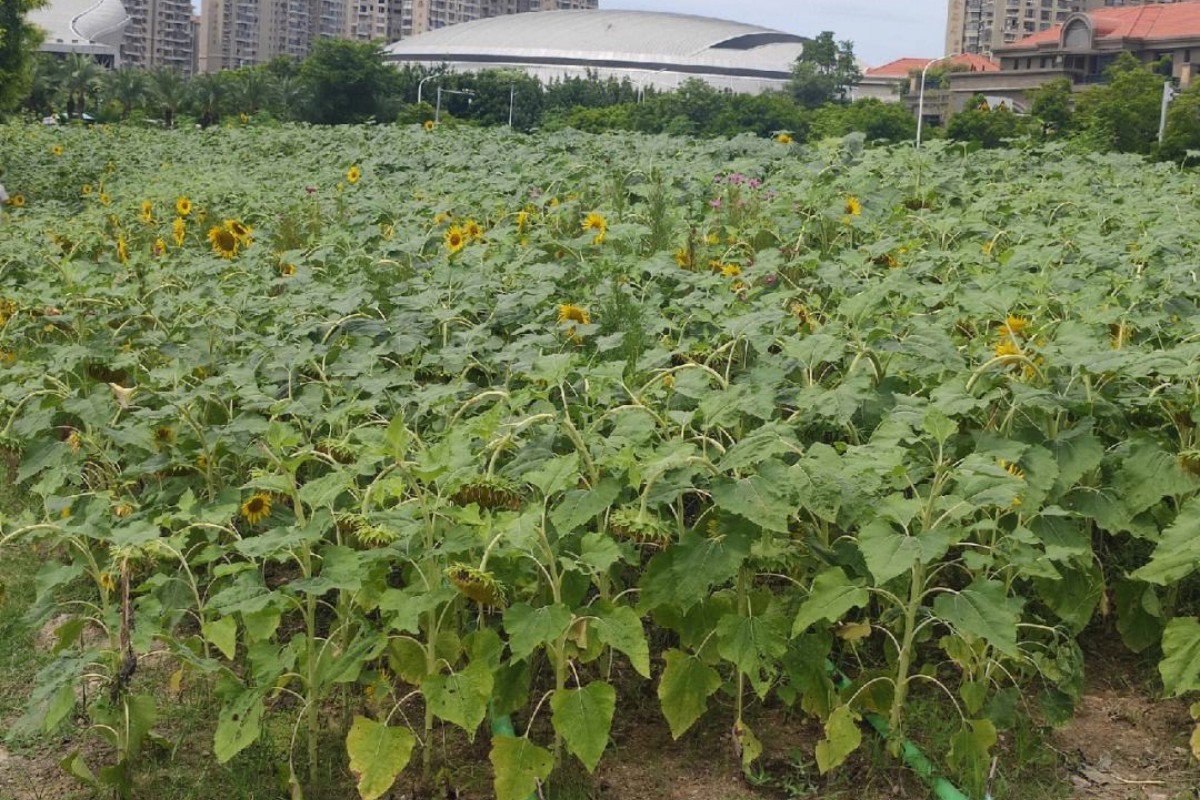 向日葵靠什么传播种子的方法