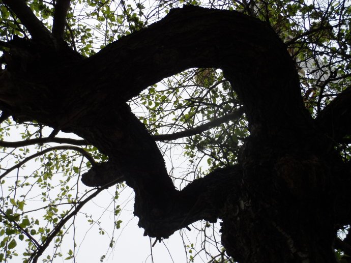 黑榆的病虫防治