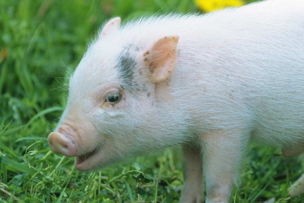 傍门依户打一生肖动物