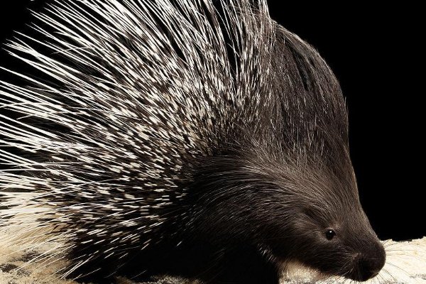 蛇最怕的四大天敌