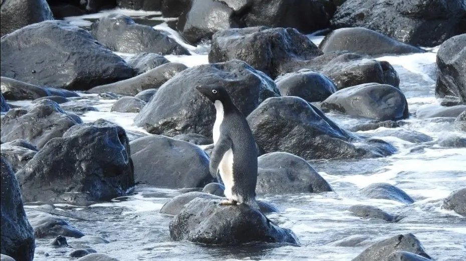 南极企鹅在新西兰上岸，你如何看待这件事？