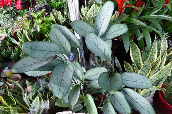 卡坦精的基本简介