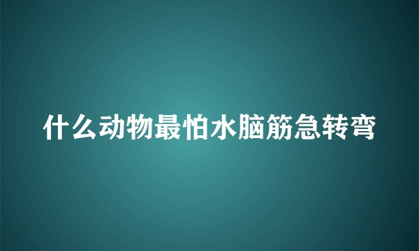 什么动物最怕水脑筋急转弯