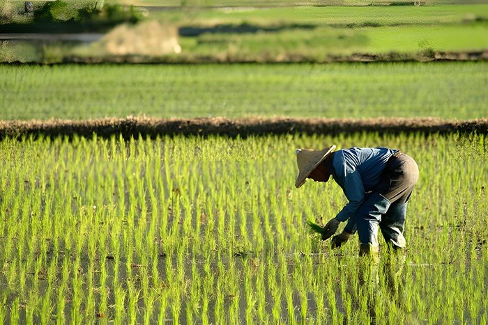 农民现状顺口溜