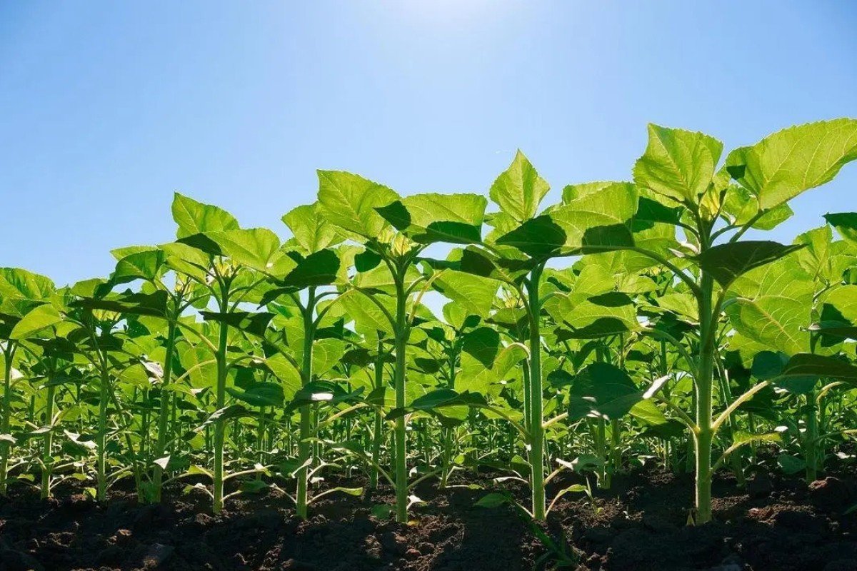 向日葵靠什么传播种子的方法