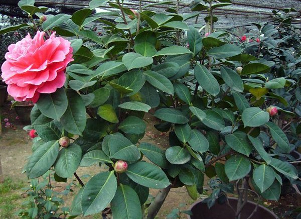 家里为什么不能养茶花