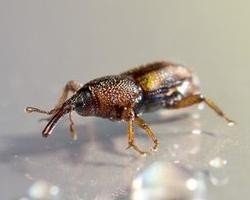 面里生虫子长什么样