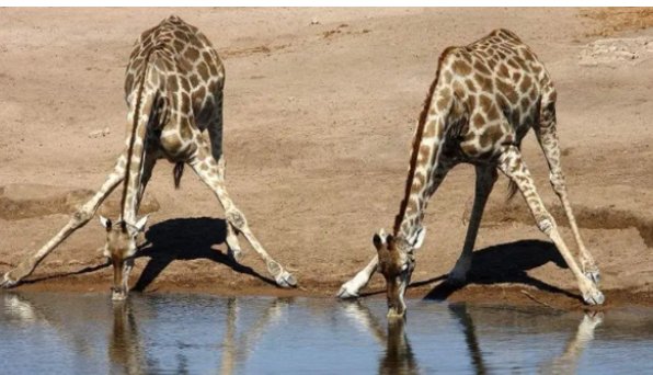 长颈鹿喝水姿势是什么样子的？