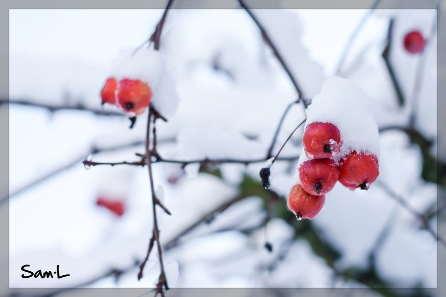 冬至节的雪精灵的经典语录：