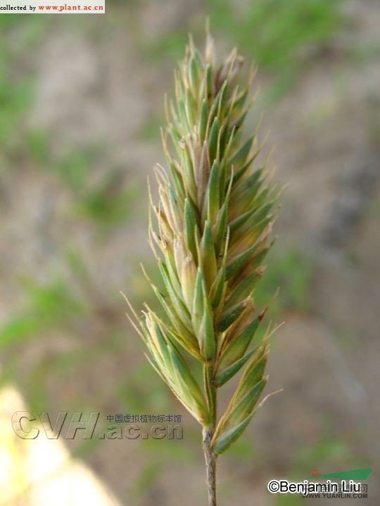 沙生冰草的介绍
