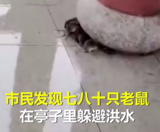 江西暴雨近百只老鼠凉亭内躲洪水是怎么回事？