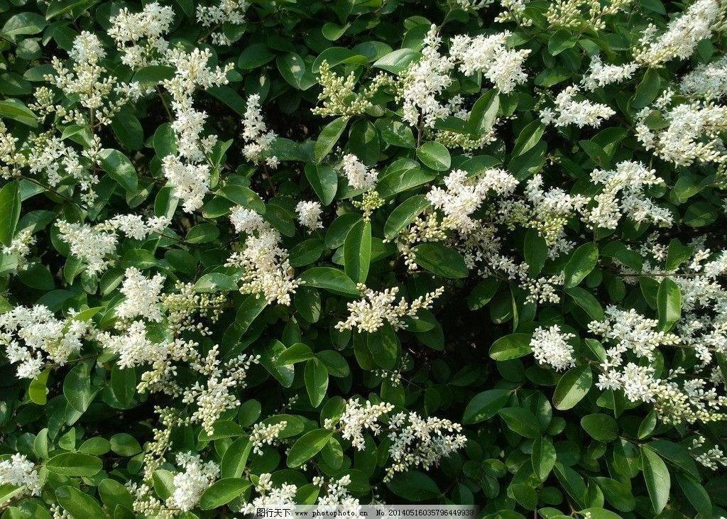 这是什么名字花