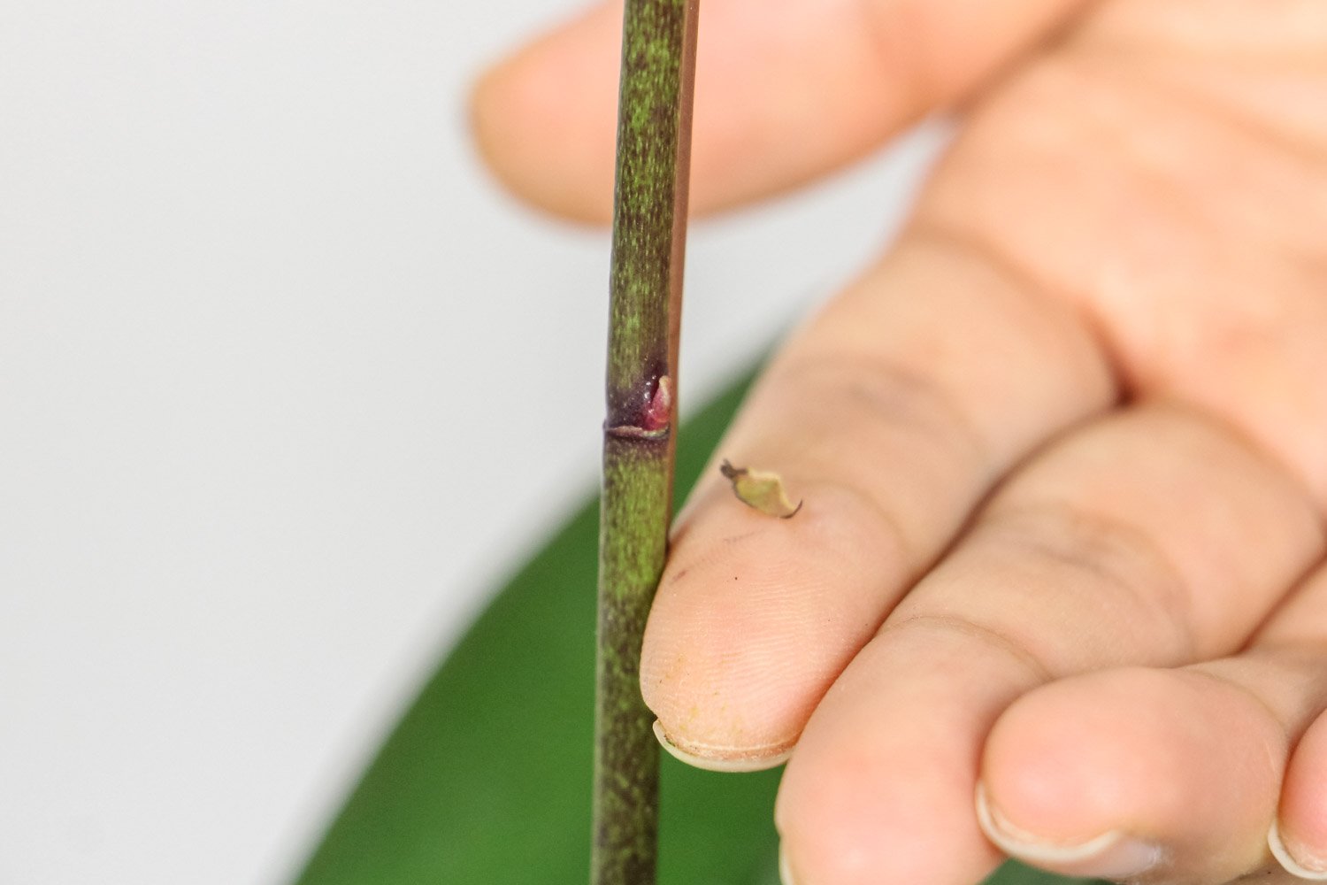 蝴蝶兰几点钟开花